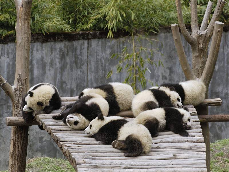 点击大图看下一张：熊猫狗熊野生动物图片合集