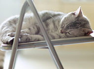 椅子上睡觉的猫咪意境图片