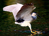 国家级保护鸟类夜鹭捕鱼图片