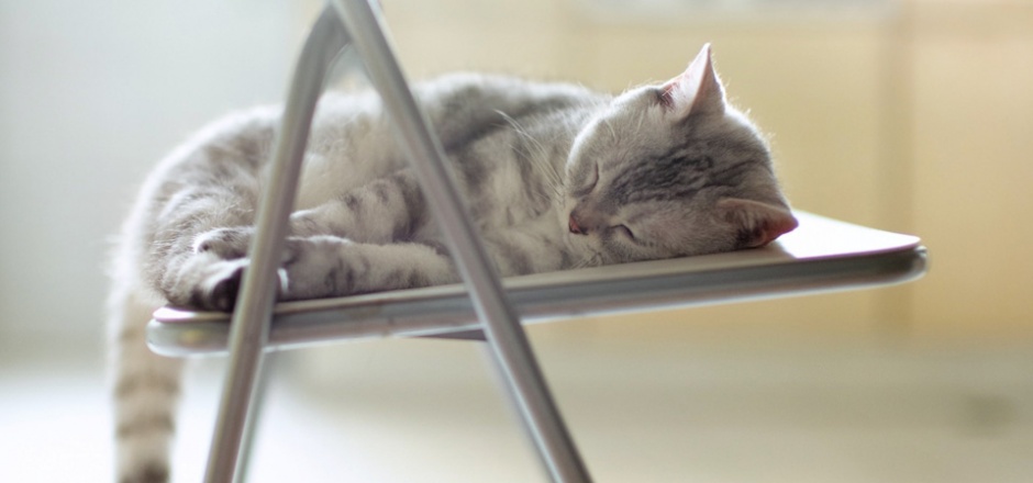 点击大图看下一张：椅子上睡觉的猫咪意境图片