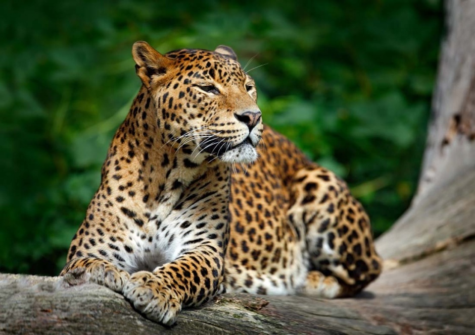 点击大图看下一张：眼神犀利凶猛的非洲花豹图片