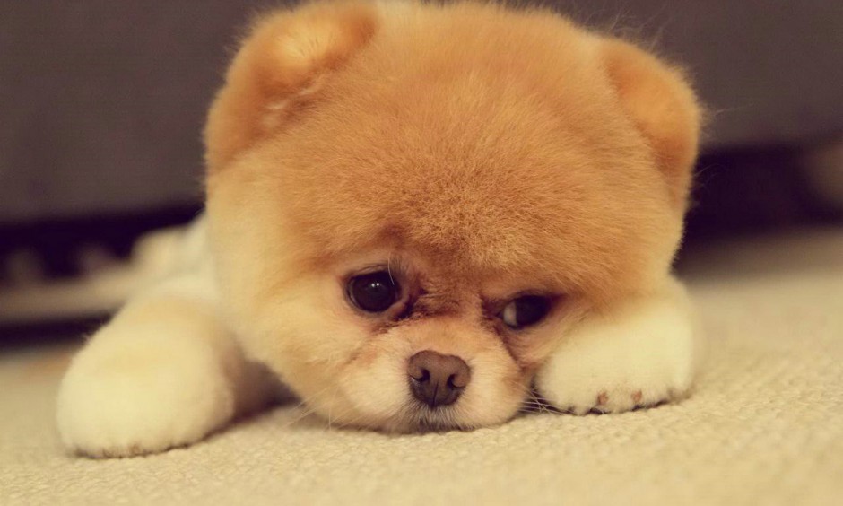 点击大图看下一张：闷闷不乐的日本俊介犬图片