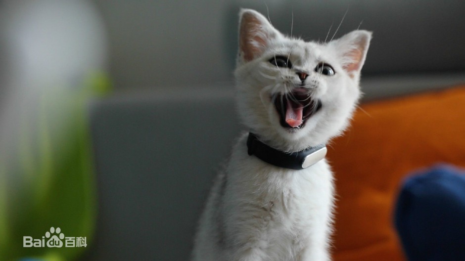 点击大图看下一张：白色中华田园猫伸舌头图片