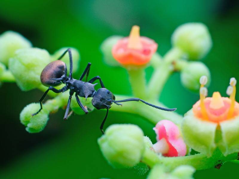 点击大图看下一张：夏天的昆虫图片微距摄影作品