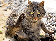 美国银虎斑猫搞笑坐姿图片