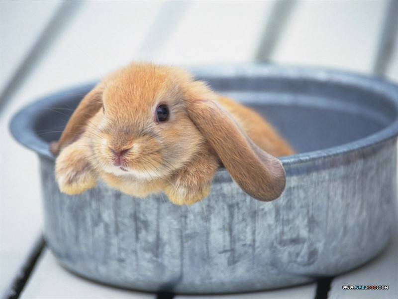 点击大图看下一张：超可爱呆萌小兔子图片特写