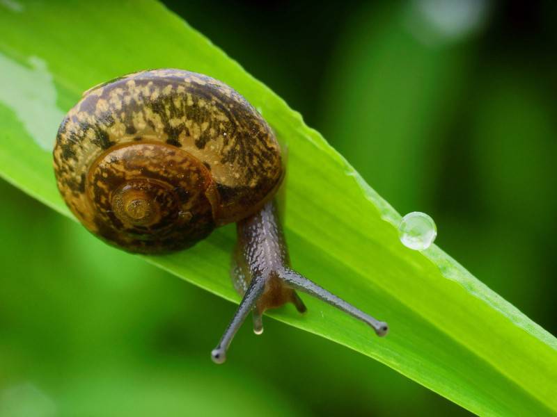 点击大图看下一张：雨后爬行的蜗牛图片大全