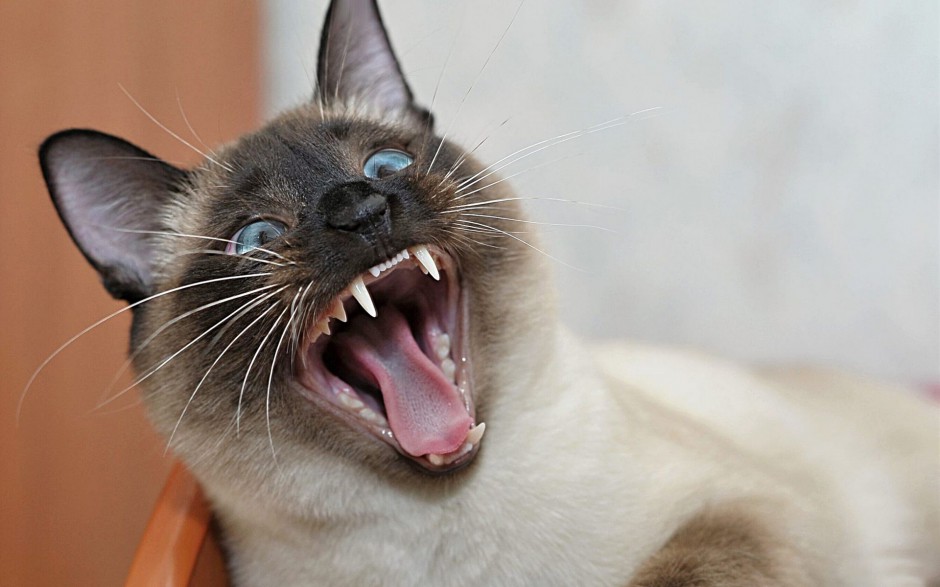 点击大图看下一张：现代暹罗猫惊恐表情图片
