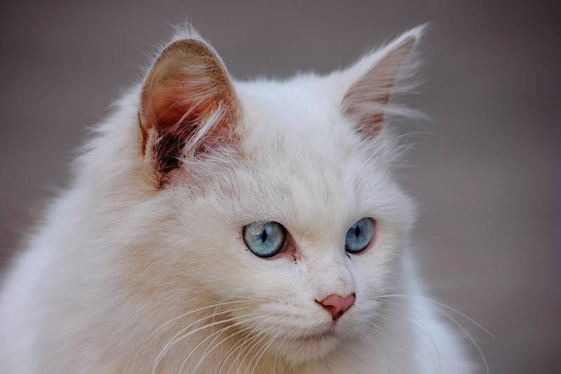 点击大图看下一张：蓝眼白猫头部特写图片