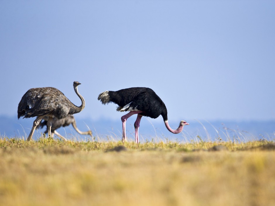 点击大图看下一张：非洲鸵鸟野外觅食图片