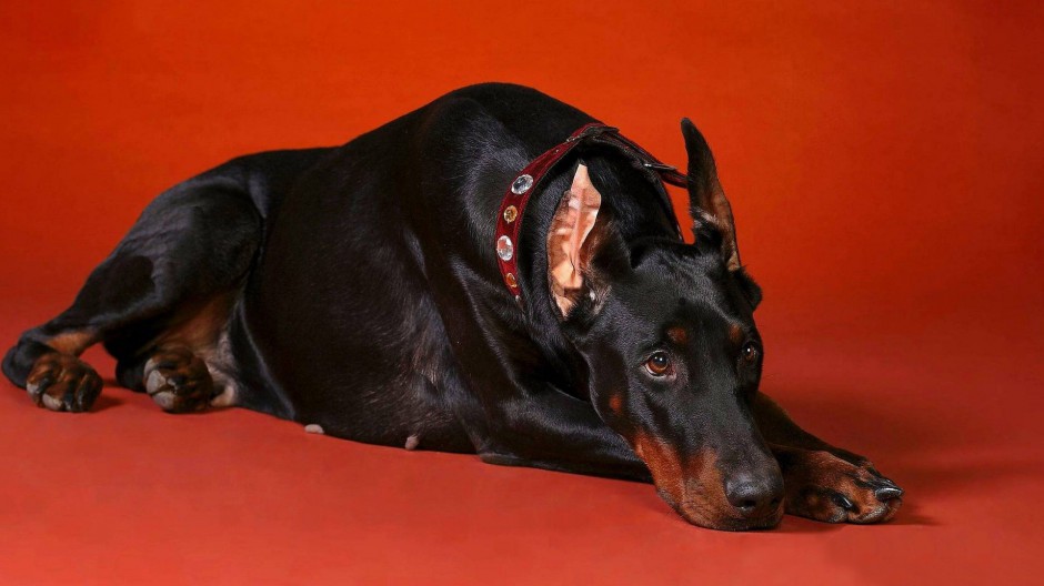点击大图看下一张：威猛高大的德国杜宾犬图片