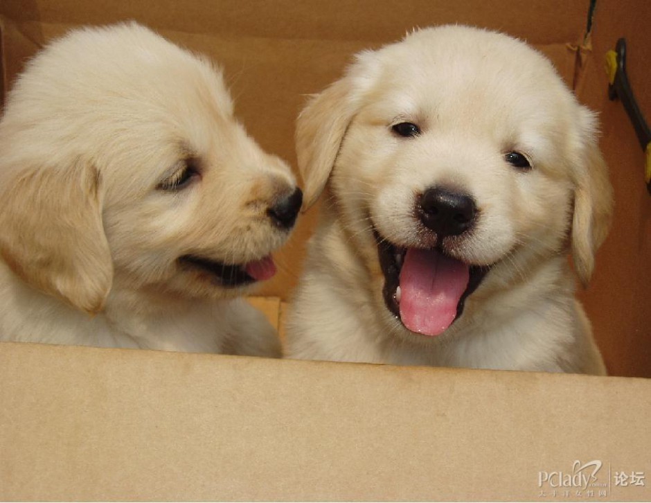 点击大图看下一张：两只调皮的纯金毛犬幼犬图片