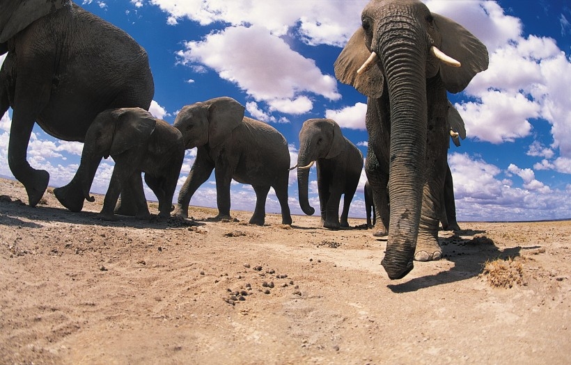 点击大图看下一张：大象图片图片大全 近距离看大象