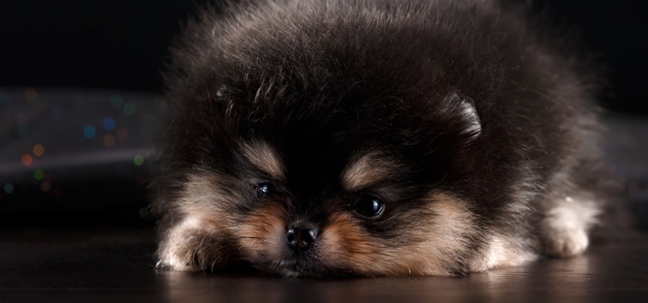 点击大图看下一张：肉嘟嘟的可爱小泰迪狗狗图片