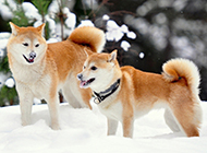 日本柴犬微笑的图片大全