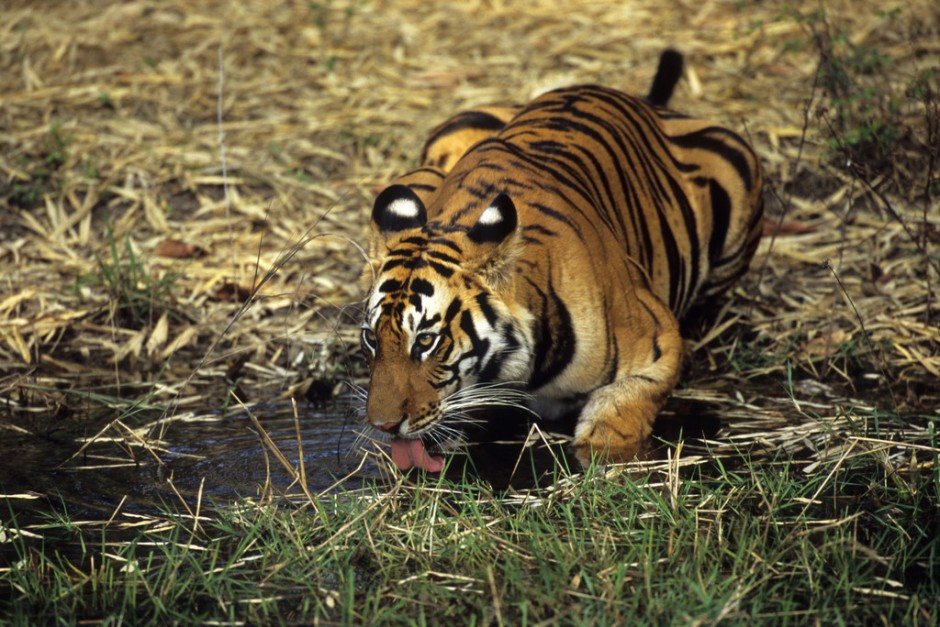 点击大图看下一张：大型猫科动物孟加拉虎图片