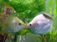 可爱的接吻鱼唯美图片