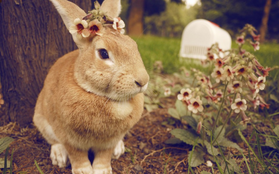 点击大图看下一张：野外邂逅萌萌哒的兔子