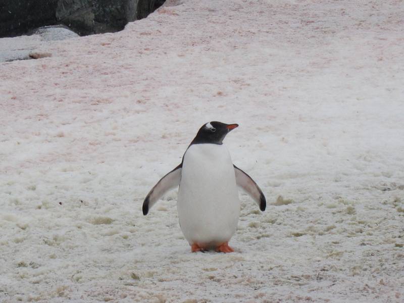 点击大图看下一张：网友提供南极企鹅高清图片