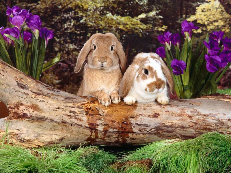 点击大图看下一张：可爱毛绒绒的兔子写真合集