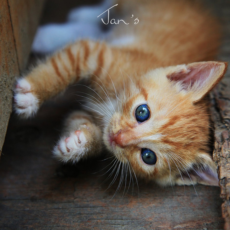 点击大图看下一张：可爱调皮的中华田园猫幼猫图片