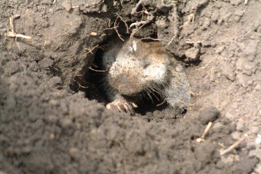 点击大图看下一张：草原鼢鼠挖地洞图片