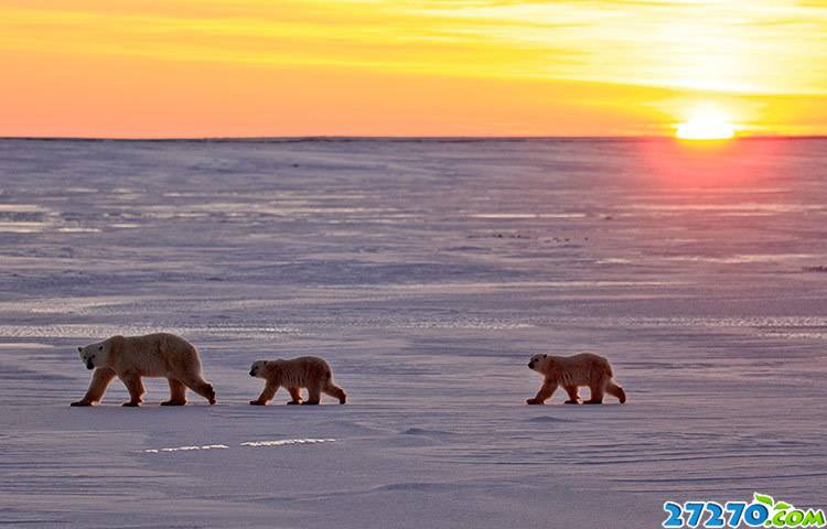 点击大图看下一张：北极熊生存现状：气候变化构成致命威胁