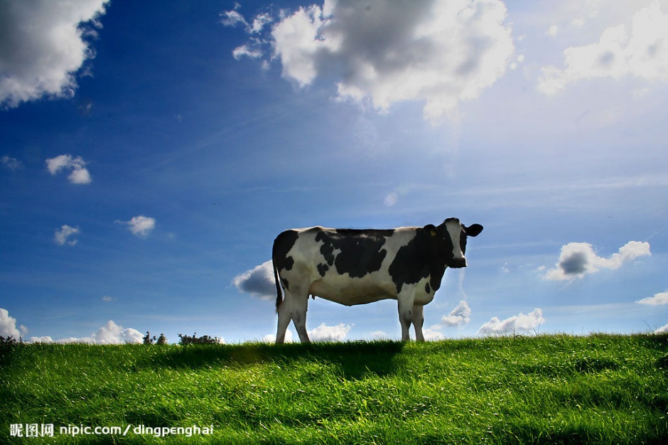点击大图看下一张：可爱的奶牛草原高清抓拍图片