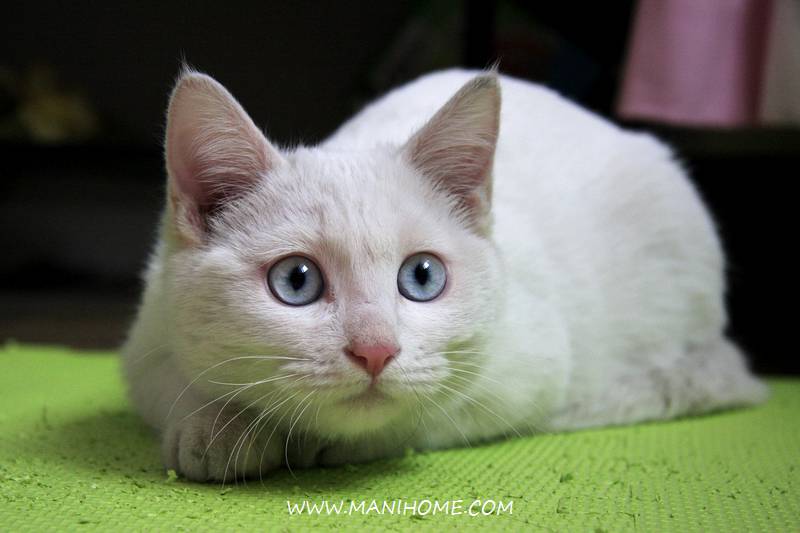 点击大图看下一张：普通蓝眼白猫趴着的图片