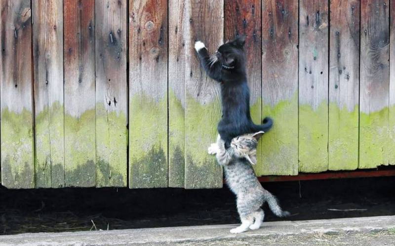 点击大图看下一张：萌宠猫咪图片大全可爱动物壁纸