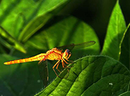 蜻蜓昆虫图片公园风景特写
