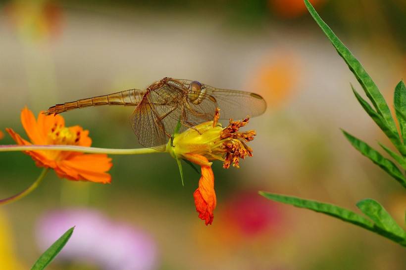 点击大图看下一张：昆虫图片唯美微距蜻蜓特写