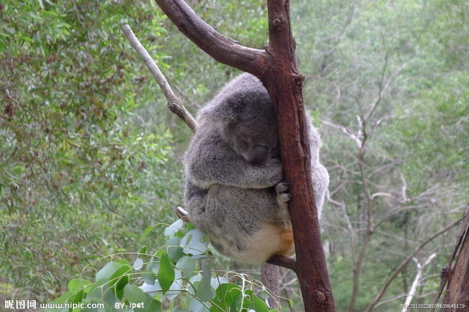 点击大图看下一张：澳洲考拉图片模样呆萌温顺