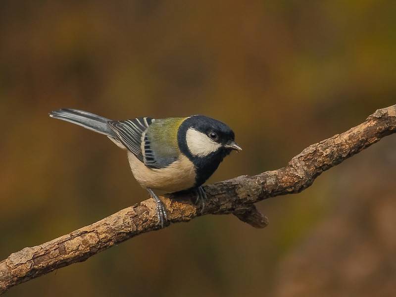 点击大图看下一张：漂亮鸟类图片高清特写