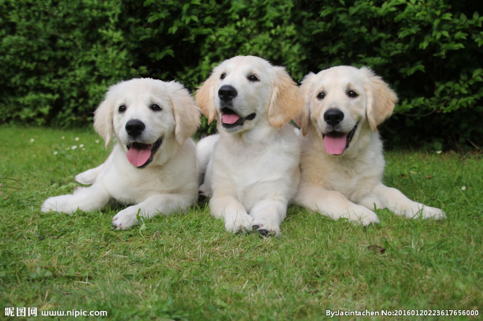 点击大图看下一张：三只金毛寻回犬幼犬高清图片