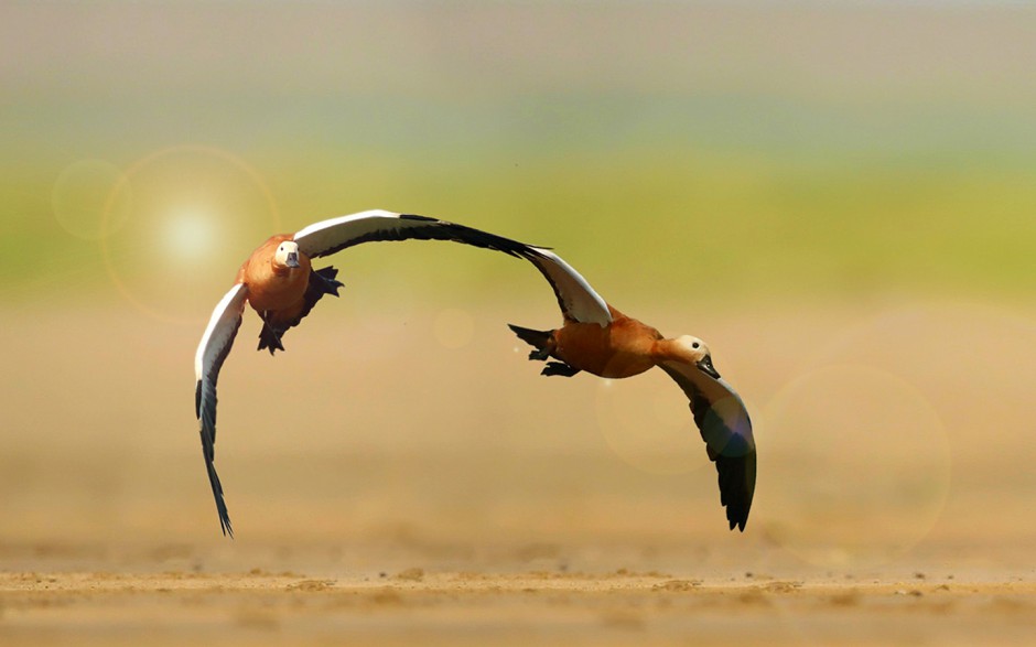 点击大图看下一张：翱翔于碧海蓝天的赤麻鸭高清图片
