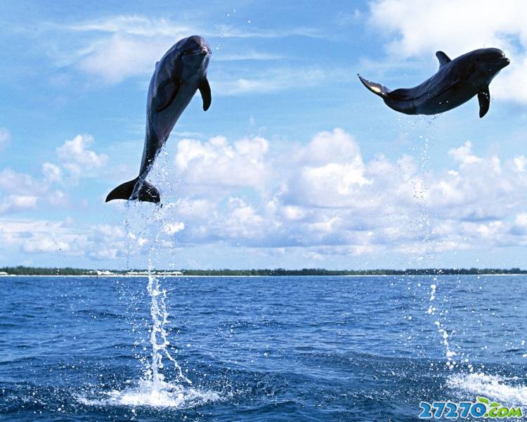 点击大图看下一张：特写海洋生物 海豚