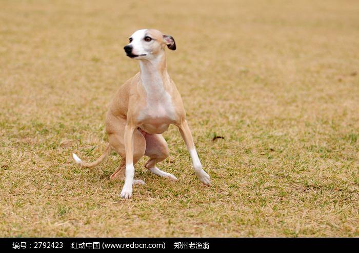 点击大图看下一张:小惠比特犬机灵可爱图片