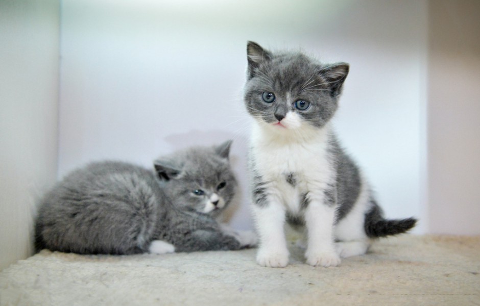 点击大图看下一张：蓝白英短猫可爱幼崽图片