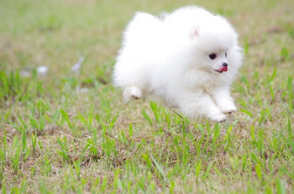 点击大图看下一张：公园奔跑的白色博美犬图片