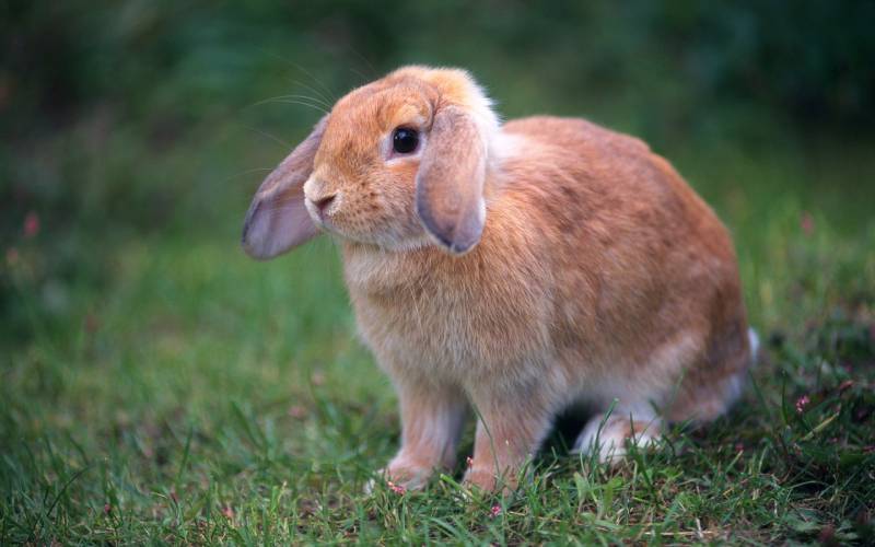 点击大图看下一张：活泼调皮的兔子高清晰组图