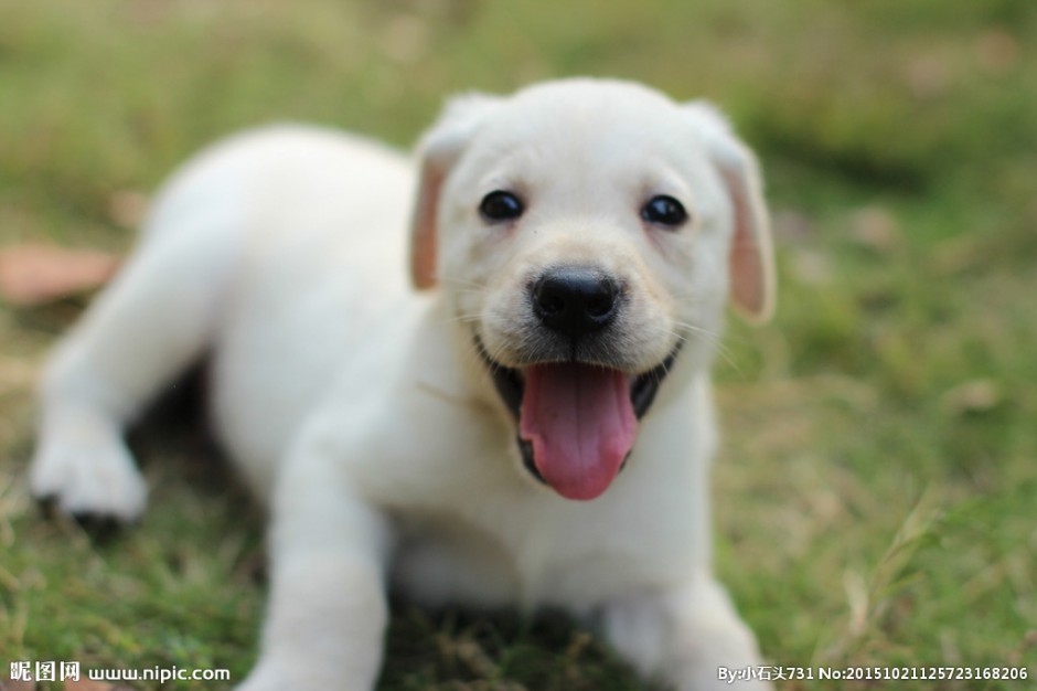 点击大图看下一张：三个月拉布拉多犬吐舌头表情图片