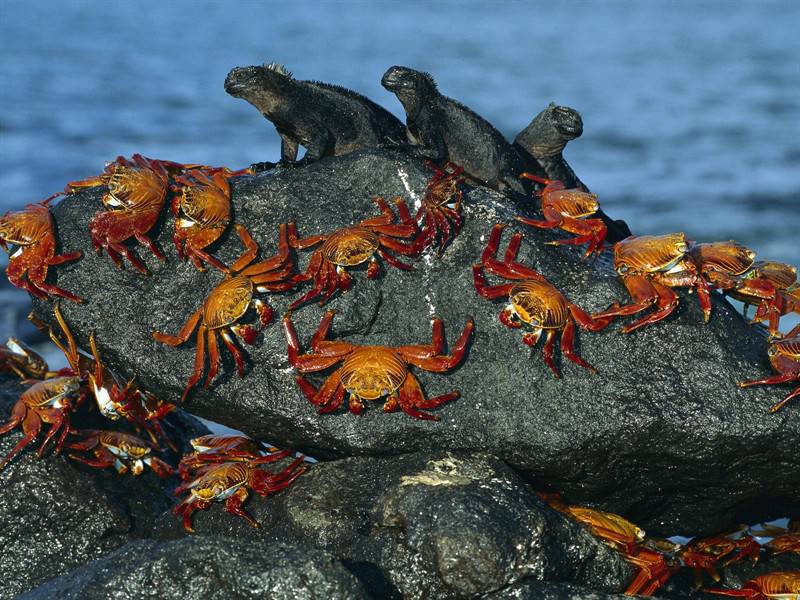 点击大图看下一张：螃蟹猫头鹰等野生动物图片合集
