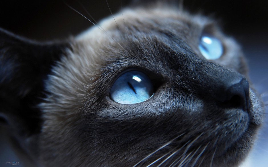 点击大图看下一张：高冷霸气的纯种暹罗猫图片