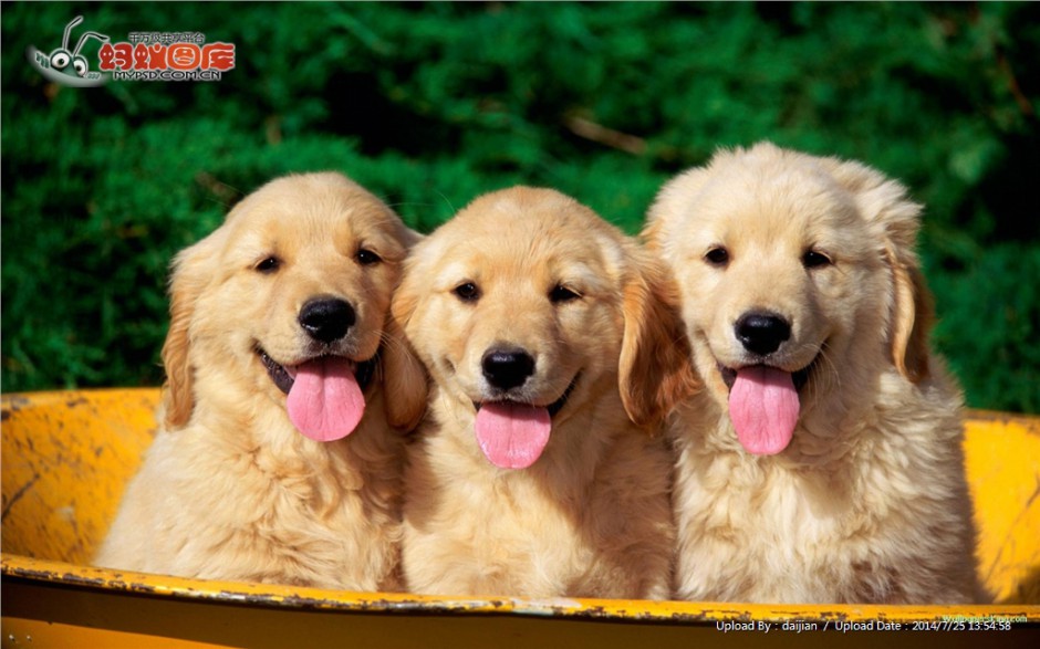 点击大图看下一张：三只可爱小金毛寻回犬的图片