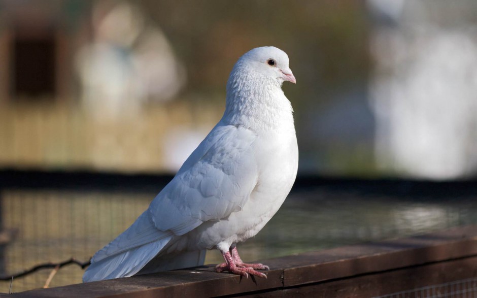 点击大图看下一张：身姿矫健的荷兰信鸽图片