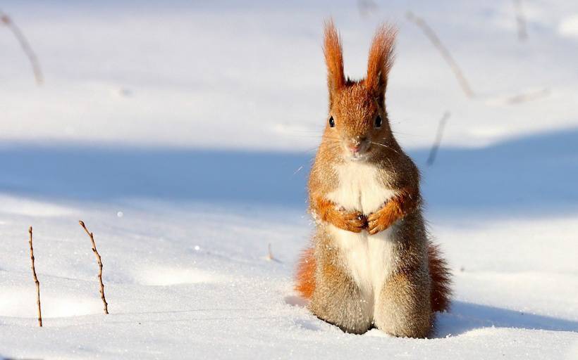 点击大图看下一张:冬季里可爱的小松鼠高清图片