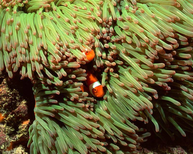 点击大图看下一张：小丑鱼海葵海洋动物图片合集