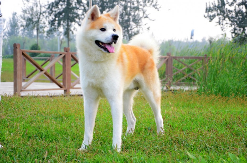 点击大图看下一张：最漂亮的狗狗日本秋田犬图片