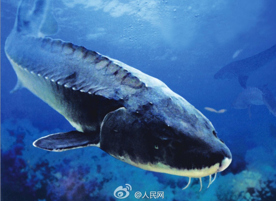 点击大图看下一张：中国最大的鲟鱼图片壁纸